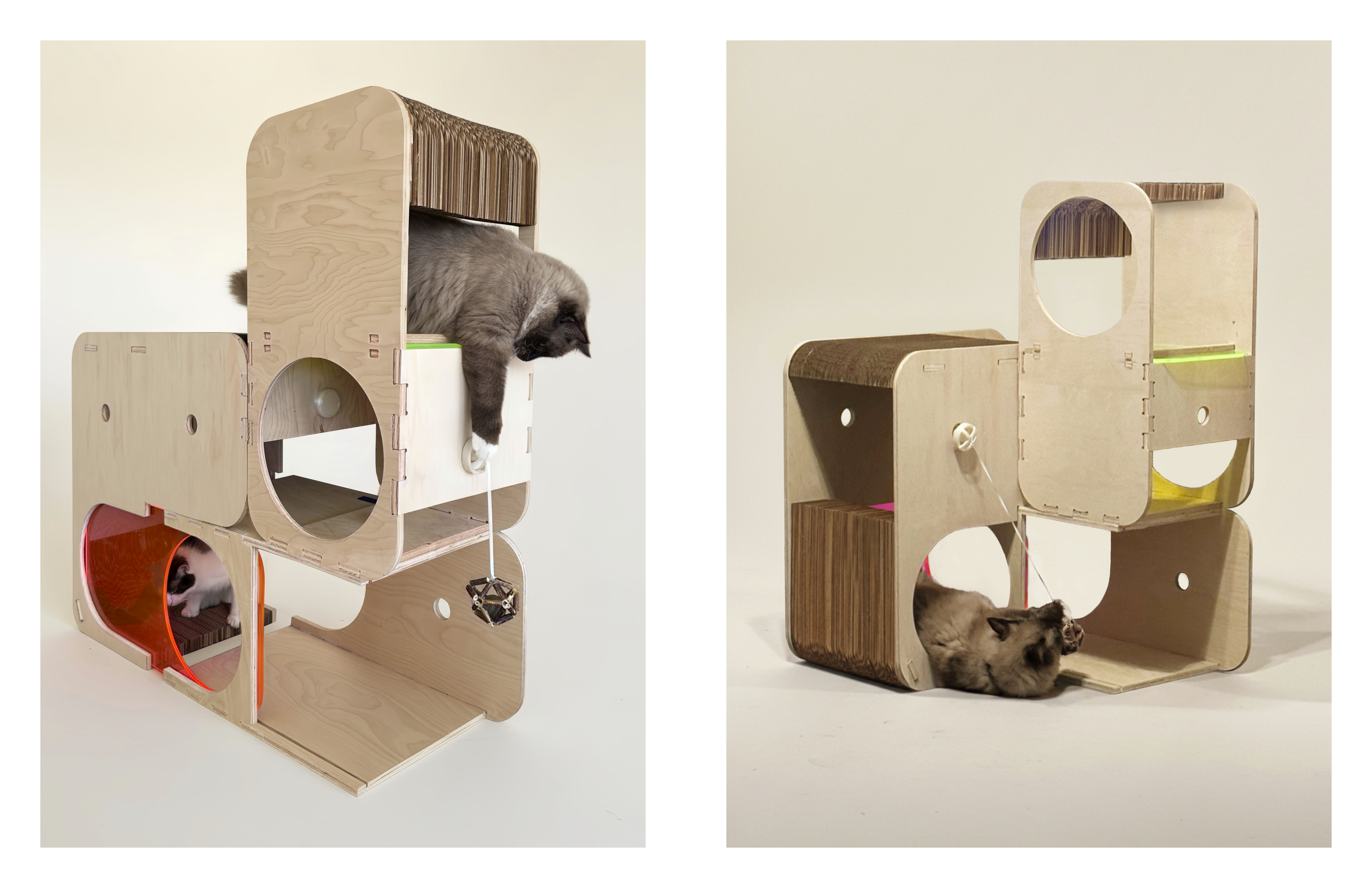 Cat image 3